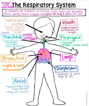 respiratory system notes